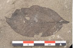 Foto (Detailansicht) von Plantae indet.  (NHMW-GEO-2024-0188-11549)